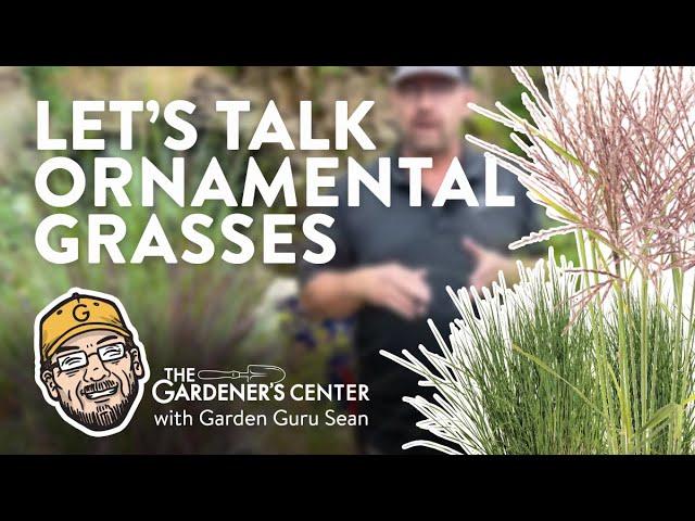 Let's Talk Ornamental Grasses  Garden Guru Sean at The Gardener's Center