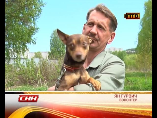 Телеканал "Первоуральск-ТВ" продолжает акцию "Ищу тебя, хозяин"