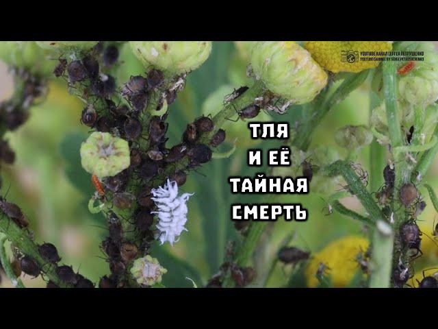 Тля погибла. Муравьи в шоке. Пастухи потеряли всё стадо. // Clever Cricket