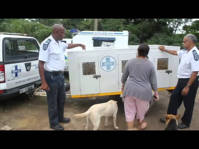 SPCA raids property - 30 Dogs Confiscated