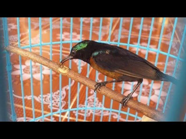 Pancingan Burung KONIN BAHAN Agar Langsung GACOR Dan NGOBRA | Galeri Masteran Burung Kolibri Ninja