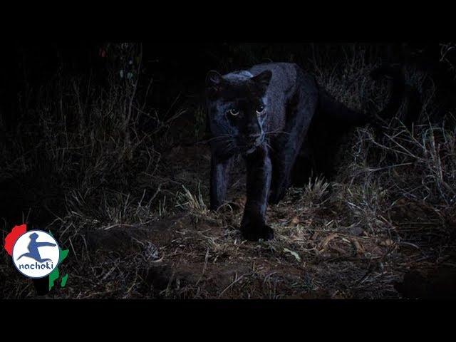 Rare Black Panther Spotted in Kenya but Media only Credit White Photographer