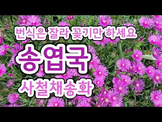 송엽국. 사철채송화. 잘라 꽂기만 해도 번식이 가능. 건조에 강해요. 다육. #괴산농부유튜브공부방 #송엽국 #사철채송화