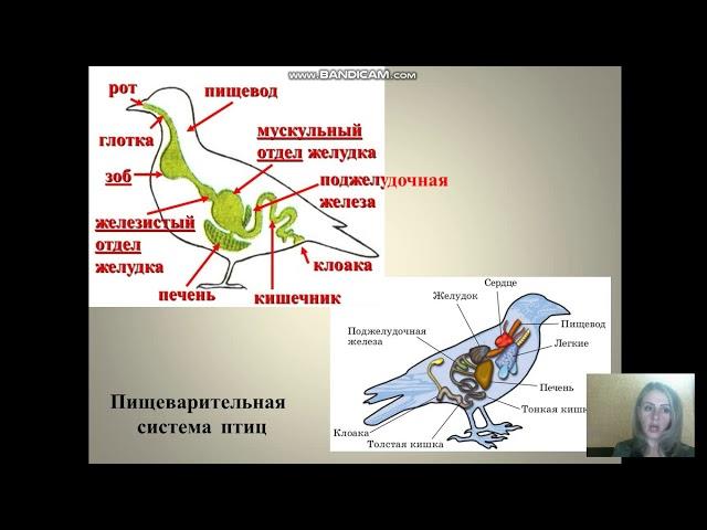 класс Птицы