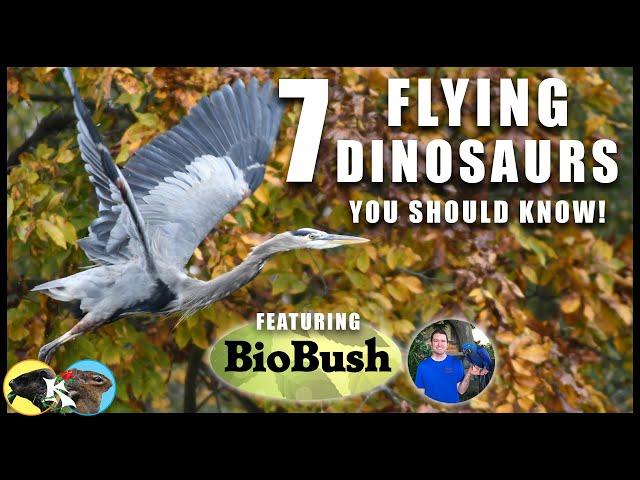 7 BIRDS You Should Know!  (D.C., Maryland & Virginia) Ft. BioBush