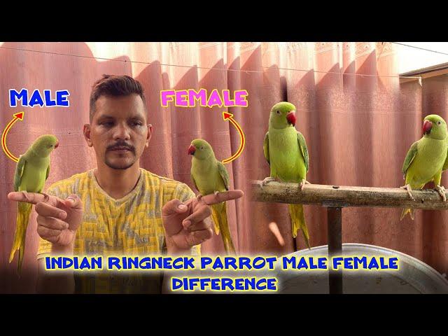 How to find Ringneck Parrot Male or Female Difference? | PBI Official