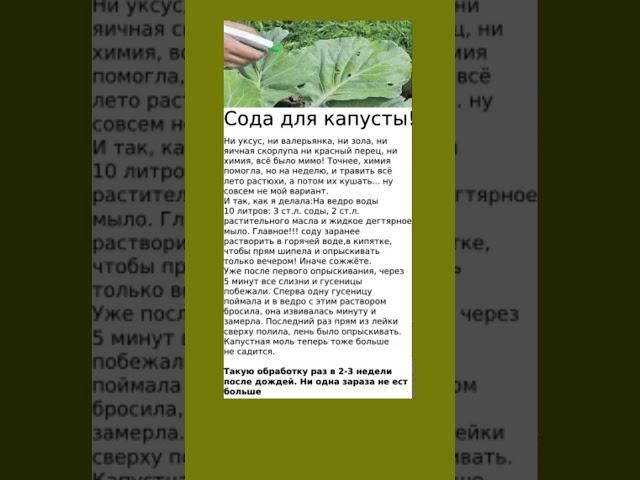 Сода полезна для урожая капусты #сода #урожай  #полезнознать #полезныесоветы  #огород