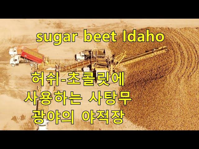 설탕 원료 사탕무 수백만톤 쌓는 노천 야적장. sugar beet Idaho