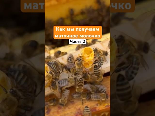 Маточное молочко. Как получаем. Часть 2 #деревня #пасека #пчелы #маточноемолочко #мёд