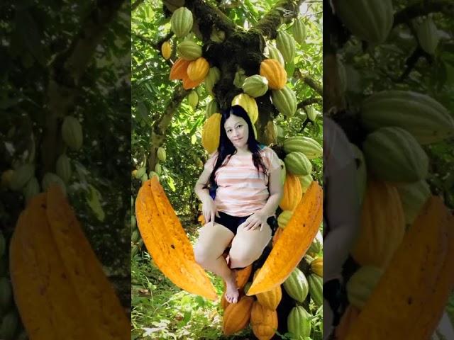 cacao fruits#trend#transition  #short
