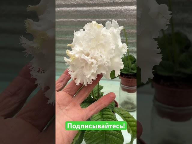 Стрептокарпус  DS-2958 #streptocarpus #стрептокарпус