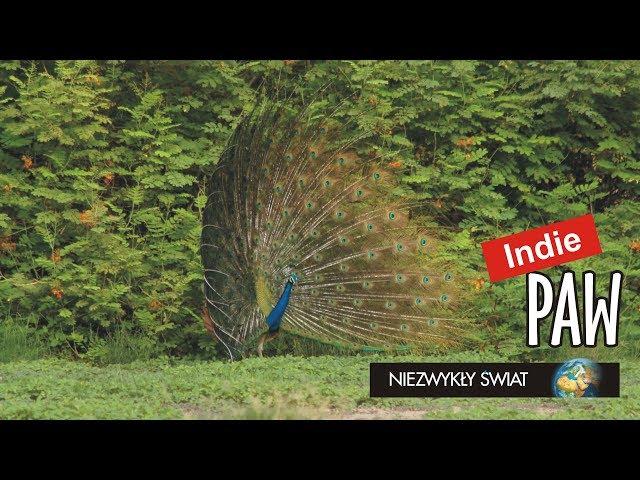 Niezwykly Swiat - Indie - Paw