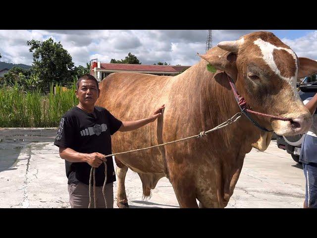 SAPI MONSTER TERSEMBUNYI‼️ SIAP GEMPARKAN KONTEN BOYOLALI