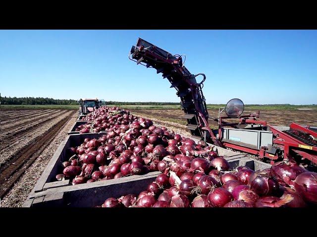 World Modern Agriculture Technology - Broccoli, Cabbage, carrot, onion Harvesting machine 2021