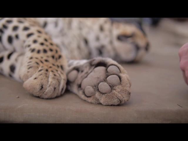 WILD LEOPARD Capture & Collaring — Wildlife Conservation in Africa