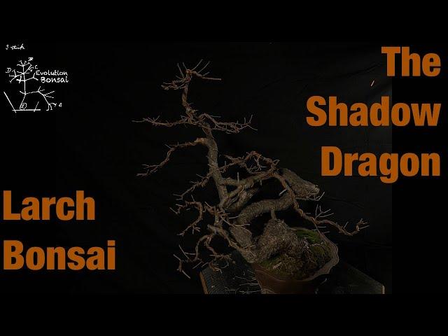 The Shadow Dragon Larch Bonsai