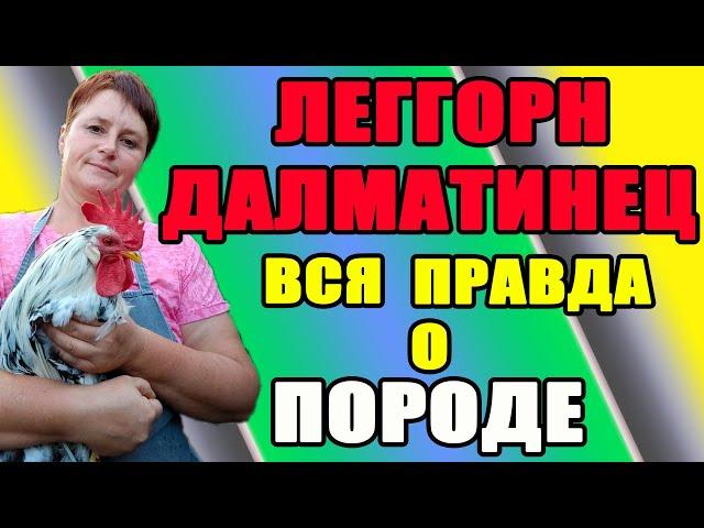 Леггорн Далматинец - вся правда о породе. Стоит ли заводить в своем хозяйстве.