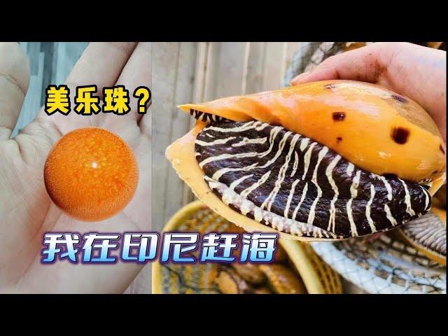 《印尼·李王岛》第1集：飞越千里寻找那昂贵的美乐珠，值得吗？#赶海 #抓螃蟹 #椰子螺 #海鲜烧烤 #美乐珠