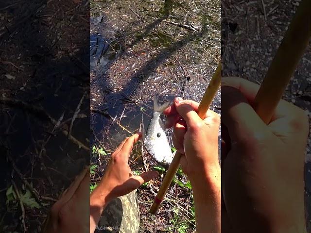 СЕКРЕТНОЕ МЕСТО. КУЧА РЫБЫ #астраханскийклев