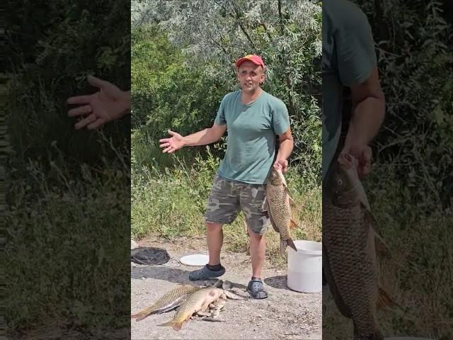 Сазан на фидер #fishing #рыбалканафидер #рыбалка #днепр #трофей #carpfishing #карп