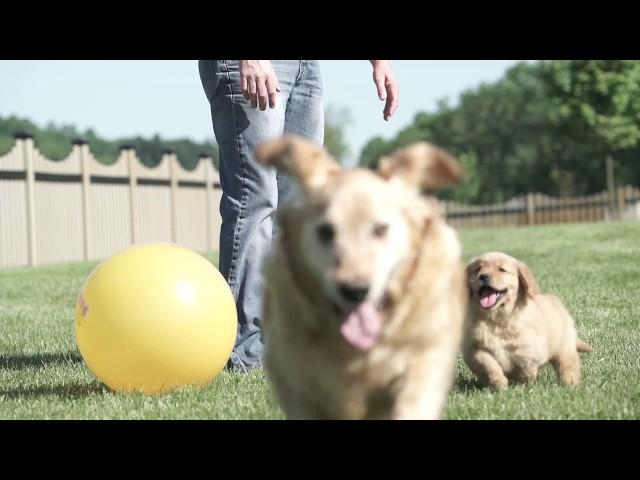 Meet Real Petland Breeders: Abe Miller