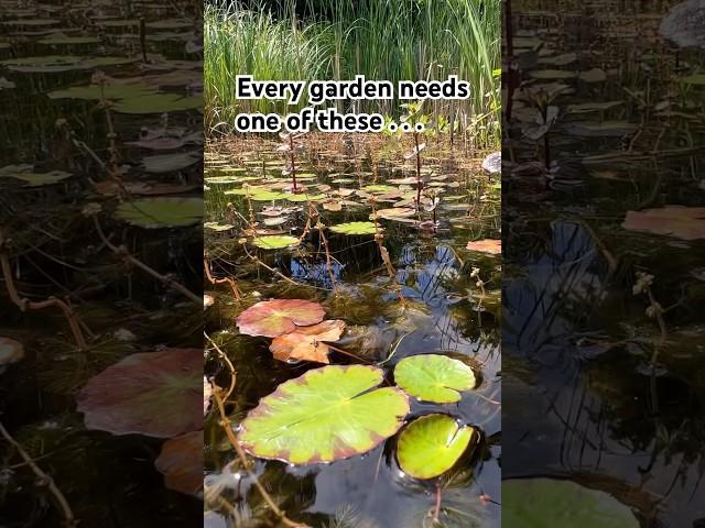 A Wildlife Pond 5 Years On