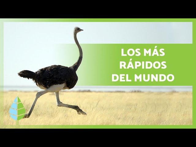 Los ANIMALES más RÁPIDOS del MUNDO  (TOP 10)