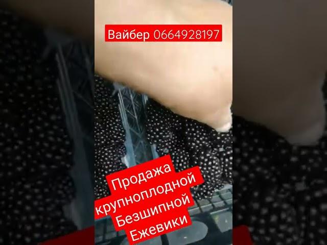 продам крупноплодную безшипную ежевику Натчез  #ежевика #натчез #крупнаяежевика #безшипнаяежевика