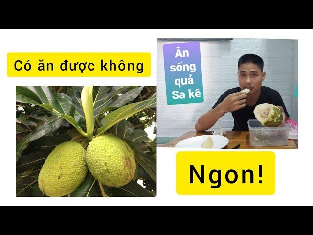 ĂN SỐNG QUẢ SAKE SẼ NHƯ THẾ NÀO | Artocarpus altilis| NGON KHÔNG TƯỞNG