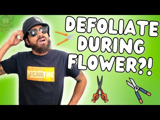 DEFOLIATION? GOOD OR BAD?! ... Lollipopping, Schwazzing and Pruning!