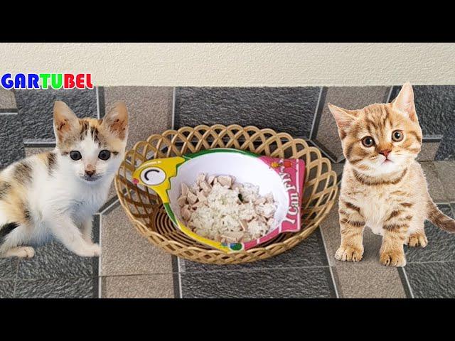 Simple Lunch Of 3 Kittens Date 17/02/2023 - Lovely Kittens Funny