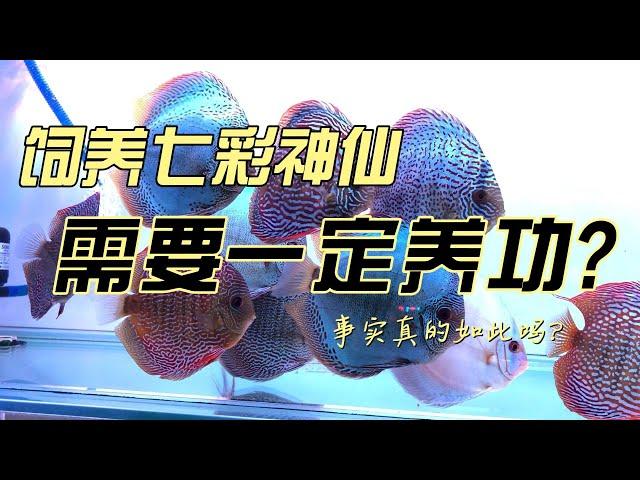 饲养七彩神仙鱼 需要养功吗？ #discus #discusbreeder #discustank #discusfish #七彩神仙魚