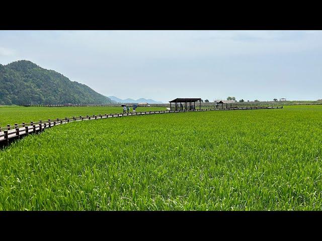 Suncheon Bay Reed Field in Sinseong-ri - Grasland (Wetland) im Süden von Korea @DJI @visitkorea