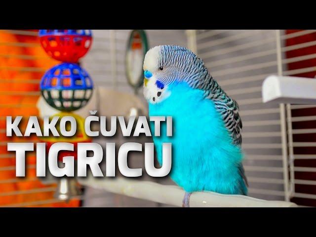 Tigrica - Kako je čuvati? Osnovna briga