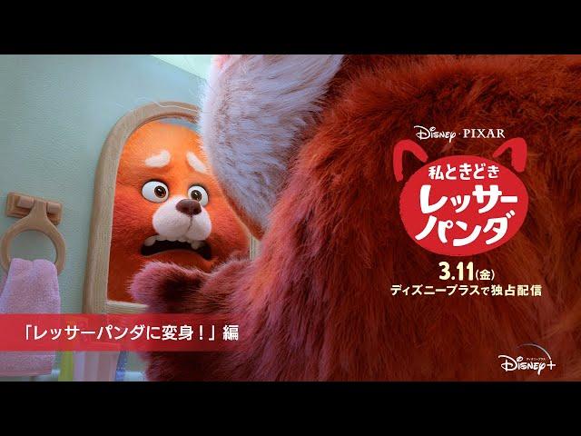 『私ときどきレッサーパンダ』｜本編映像「レッサーパンダに変身！」編｜Disney+ (ディズニープラス）