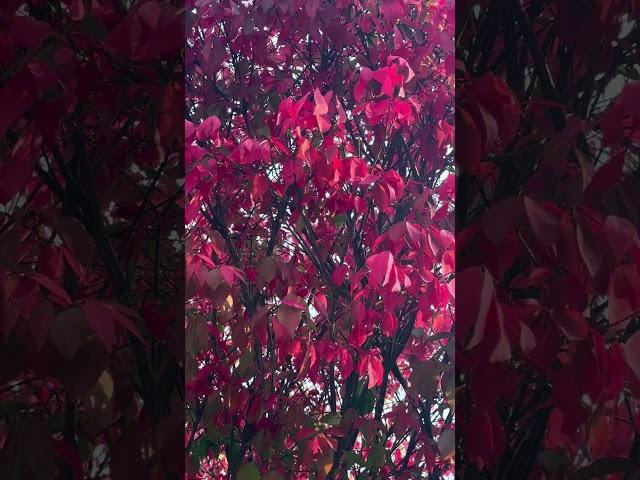 Root Chakra Healing Energy #psychicenergy #chakraenergy #rootchakra  #redchakra