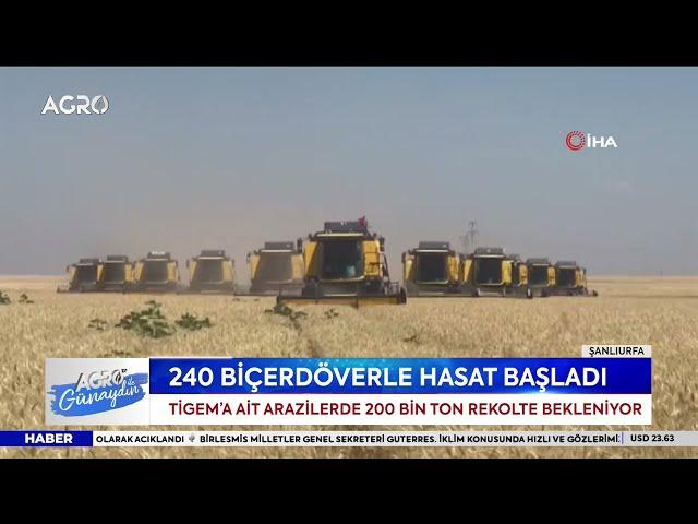 240 Biçerdöver Hasat İçin Tarlaya Girdi! TİGEM'de Buğday Hasadı | AGRO TV Haber