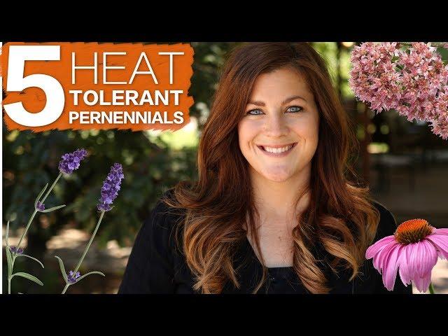 Five Perennials That Can Take The Heat