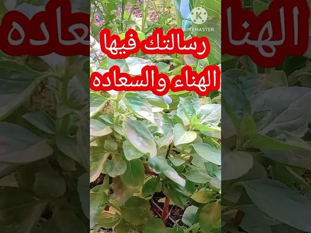 رسالة الملائكة إليك إذا ظهر الفديو فهو لك طاقة مفتوحة حتى لو تكرر لسنوات
