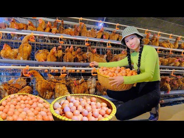 Harvesting Farm Chicken Eggs Go To Market To Sell - Growing Vegetables Raising Fish | Dương Harvest