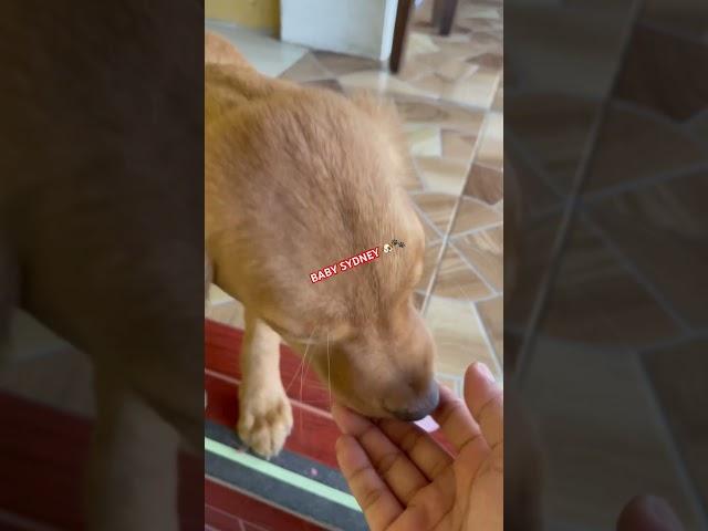 BABY SYDNEY  #puppy #goldenretriever #lifewithdogs #dogslife