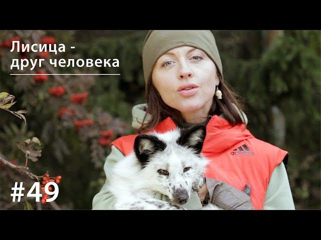 Лисица - друг человека // Всё как у зверей #49