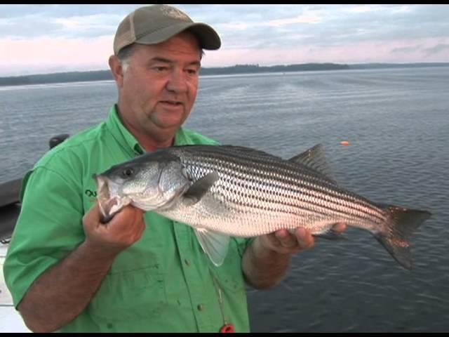 Striper show on West Point 2012