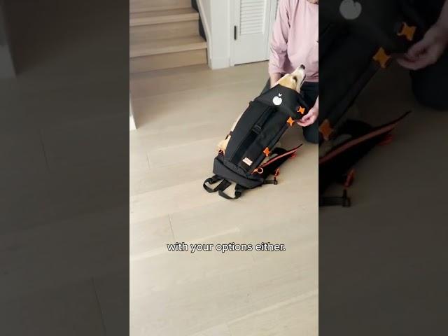 The backpack origin story you’ve been waiting for #dogdad #funnydogs