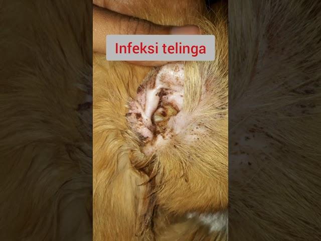 Viral! Begini kondisi telinga kucing saat terjadi infeksi