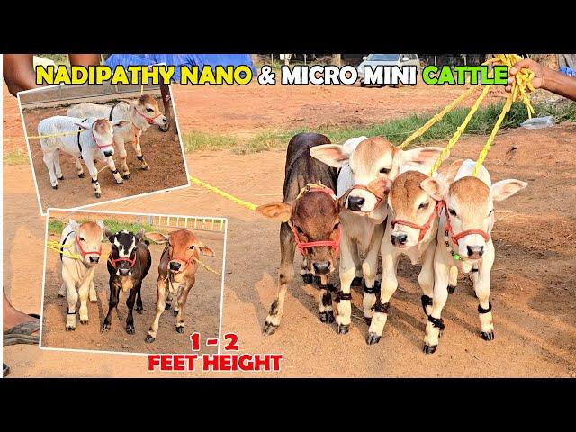 Nadipathy Cattle | 1 To 2 Feet Height | #youtube #miniature #pmmodi #sanatandharma #animals #yt