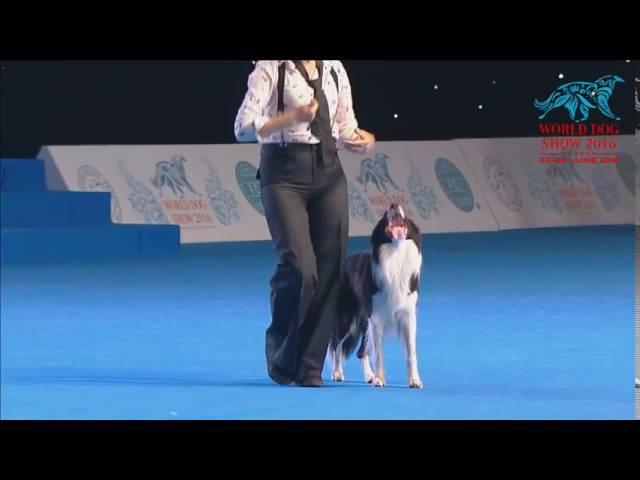 FCI Dog dance World Championship 2016 –Heelwork to music final - ButrimovaTamila and Illai (Russia)