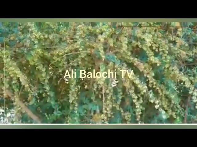 Ali Balochi TV Did you know about the first unique Botanical Garden of Balochistan