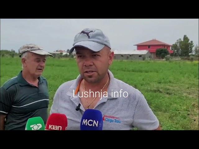 Karkaleci bën kërdinë në Gradishtë dhe Sopëz.Fermerët- i hëngri parcelat me shalqinj dhe jonxhë.