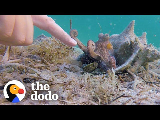 Wild Octopus Is Always Excited To See His Human Best Friend | The Dodo Wild Hearts